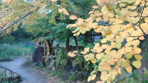DSC_0554~2.JPG