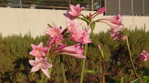 DSC_0612~2.JPG