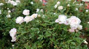 FB_IMG_1683984056965-a314e.jpg