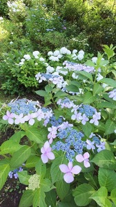 FB_IMG_1687008250495-55a34.jpg